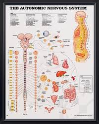 The Autonomic Nervous System Chart 20x26 Autonomic Nervous System Nervous System Diagram Nervous System