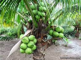 Pengenalan kepada kelapa hibrid matag yang disyorkan oleh jabatan pertanian. Penanaman Kelapa Matag Apa Istimewanya Buah Ini Sentiasa Panas