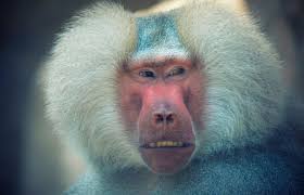 Hilarious wildlife photos guaranteed to brighten up your day