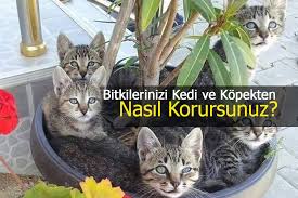 Bitkileri Kedi Ve Kopeklerden Korumak Icin Neler Yapilmali