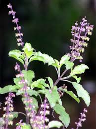 Image result for Ocimum