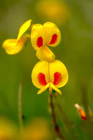 Image result for Smithia