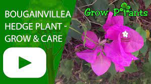 Bougainvillea Hedge Plant Grow Care Plant Information Climate Hardiness Zone Uses Growth Speed Water Requirem Bougainvillea Plant Information Hedges