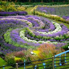 Apr 19, 2021 · if you want lavender, you can easily get a whole garden full of the herb from a single plant. Flowers And Garden Ideas Lavender Palooza Terrington In North Yorkshire Is The Venue In July Of The Engl Flowers Tn Leading Flowers Magazine Daily Beautiful Flowers For All Occasions