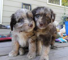 Native to cuba, the havanese are increasingly finding homes in small living quarters in large american cities. New Puppy Do You Have All Your Puppy Gear Mini Aussiedoodles And Australian Labradoodle Puppies Best Aussiedoodle Breeders In Washington State Portland Oregon