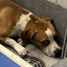 Urgent Rescue Needed for Scared Dog in San Antonio, Texas