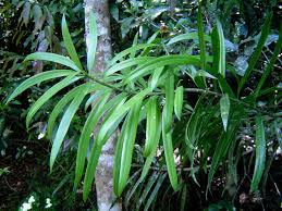 Image result for Podocarpus latifolius