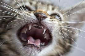 Kittens are born with no teeth and then grow their first set of deciduous teeth. When Do Kittens Lose Their Baby Teeth Cat World
