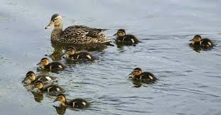 Résultat de recherche d'images pour "canard colvert"