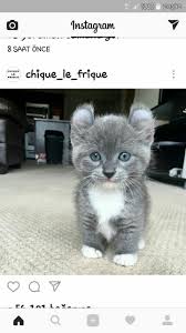 Dunyadaki En Guzel Dost Sevimli Kedi Yavrulari Sevimli Kediler Kedi