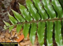 Image result for Nephrolepis biserrata