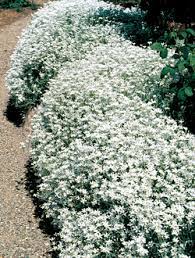 We did not find results for: 23 White Perennial Ideas Planting Flowers White Gardens Plants