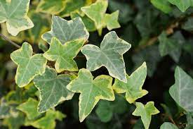 It performs well as a ground cover or is well suited to cascading from hanging baskets and planters, even where it is subjected to salty spray in coastal environs. Hedera Helix Goldchild English Ivy