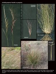 Image result for Aristida canescens