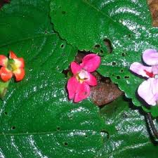 Image result for Impatiens mildbraedii