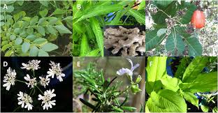 Image result for Litogyne gariepina