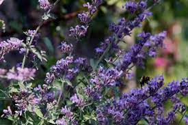 Maybe an all herbaceous culinary herb garden would be a good idea. 10 Flowering Herb Plants Urban Garden Gal