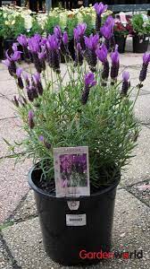 Lavender Javelin Forte Deep Purple 20cm Sun Loving Garden World