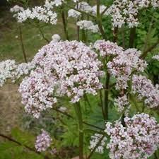 Valerian Anthos Arterner Mix Organic Adaptive Seeds Valerian Organic Seeds Bonsai Seeds