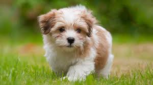 It's also free to list your available puppies and litters on our site. Havanese Price Temperament Life Span