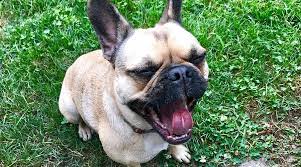 French bulldog pug mix temperament. French Bulldog Mixes 20 Unique Frenchie Crossbreeds