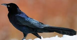 Identification Small Birds Of Colorado Great Tailed Grackle Grackle Bird Life List Black Bird
