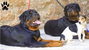 Daily brushing is recommended to maintain a healthy coat and avoid any matting. The Labrador Rottweiler Mix Labrottie Com