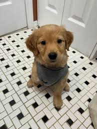 Golden Retriever Owners