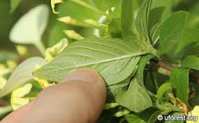 Image result for Pseudomussaenda stenocarpa