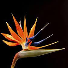 A Wow Worthy List Of 20 Orange Flower With Names Facts And Pictures Paradise Plant Birds Of Paradise Plant Birds Of Paradise