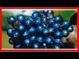 Image result for Pollia condensata