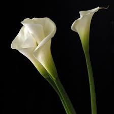 We did not find results for: Imported Fresh Holland Flowers Imported Calla Lilies Exporter From Mumbai