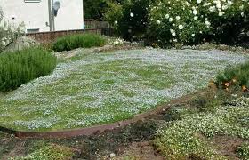 Check spelling or type a new query. Blue Star Creeper Vs Creeping Thyme Lawn Alternatives