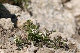 Image result for Oreophyton