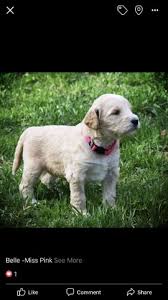 We're a family breeder located in southern indiana. Goldendoodle Puppy Dog For Sale In Goshen Indiana