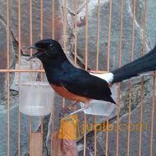 Harga burung murai borneo atau murai kalimantan biasanya dipatok mulai dari rp 600.000. Harga Murai Batu Medan Papua Jantan Dan Betina Kab Nabire Jualo