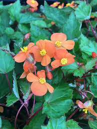 Image result for Vernonia sutherlandii