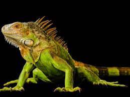 Iguanas Are Long Lived Reptiles That Need Specialized Care Green Iguana Iguana Iguana Pet