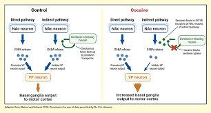 Disruption Of Serotonin Contributes To Cocaine S Effects National Institute On Drug Abuse Nida