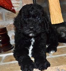 Black And White Doodle Dog For Sale Black English F1 Goldendoodle English Goldendoodle Goldendoodle Goldendoodle Puppy