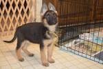 12 Week Old German Shepherd Puppy