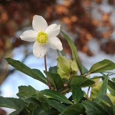 Die christrose (schneerose) gehört zu den hahnenfußgewächsen. Die Ersten Christrosen Bluhen Schon Im November Wohnen