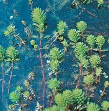 Image result for Cystostemon