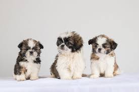 A guide to owning a chipit. Shih Tzu Chihuahua Mix Everything You Need To Know About The Shichi