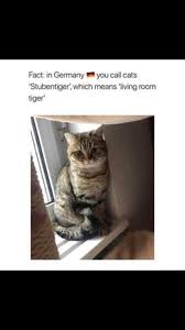So Cool What Are They Called In Your Language Cats Cat In German Cats Cat Memes