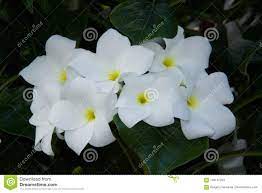 Conosciuto per la purezza, il fiore bianco potrà dare al vostro spazio interno o esterno una maggiore serenità e relax. Fiori Bianchi Con Centro Giallo