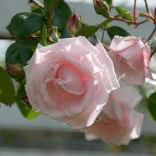 Check spelling or type a new query. Rose New Dawn White Flower Farm