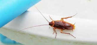 Insectele perforeaza coaja plantelor si extrag sucul interior al acestora. Gandaci De Bucatarie Ce S Ar Intampla DacÄ Ar DispÄrea Gandacii
