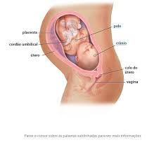 Desenvolvimento Fetal 33 Semanas De Gravidez 38 Weeks Pregnant 35 Weeks Pregnant Baby Center