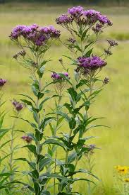 Image result for Vernonia undulata